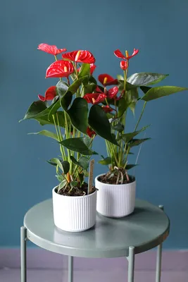 Антуриум красный (Anthurium red) - купить в Минске с доставкой, цена и фото  в интернет-магазине Cvetok.by