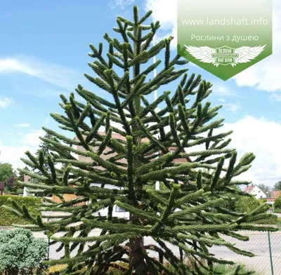 Araucaria araucana, Араукария чилийская|landshaft.info