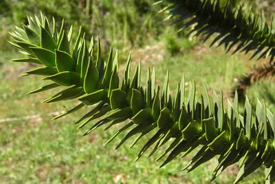 Араукария чилийская (Araucaria araucana, imbricata)