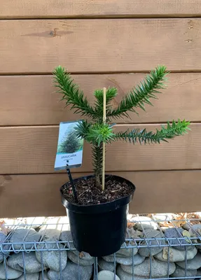 Араукария чилийская (Araucaria araucana) / Статьи / Древесные породы мира