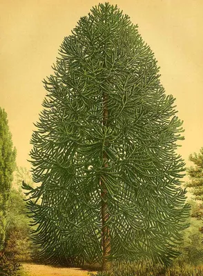 Araucaria - Араукария / Российское общество селекции и интродукции хвойных