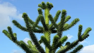Парк Галицкого Краснодар on Instagram: \"Араукария чилийская - единственное  дерево, на которое не садятся птицы! @park_galitskogo ⠀ 🇨🇱 Араукария -  символ страны Чили 🌲 За 240 миллионов лет сосна почти не эволюционировала