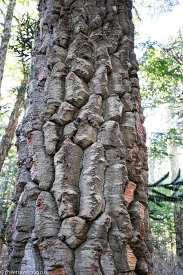 Араукария – дерево, про которое забыла эволюция