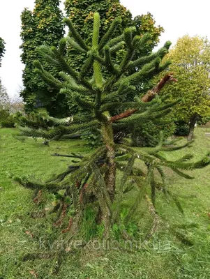 Araucaria angustifolia - Араукария бразильская - купить семена на Tropics  Seeds.