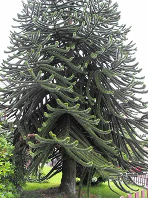 Араукария чилийская | Weird trees, Unique trees, Nature tree