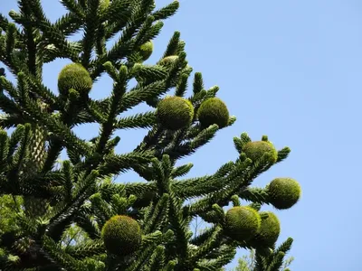 Араукария чилийская Araucaria araucana 3л (Н) — цена в LETTO