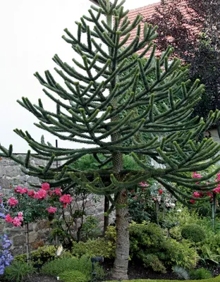 Араукария чилийская | Что делает наш сад красивым | Дзен