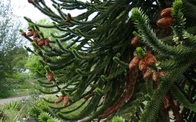 Араукария Чилийская (Araucaria araucana) купить почтой в Одессе, Киеве,  Украине | Agro-Market