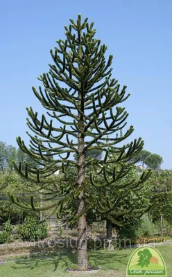 АРАУКАРИЯ ЧИЛИЙСКАЯ (ARAUCARIA ARAUCANA) /Н 0.9-1.0 М / С20 (ID#864398627),  цена: 3150 ₴, купить на Prom.ua