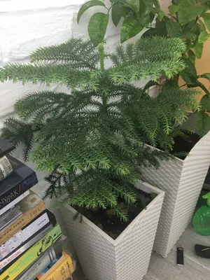 Дерево древности - араукария. Как вырастить его в квартире? | Растения |  ШколаЖизни.ру