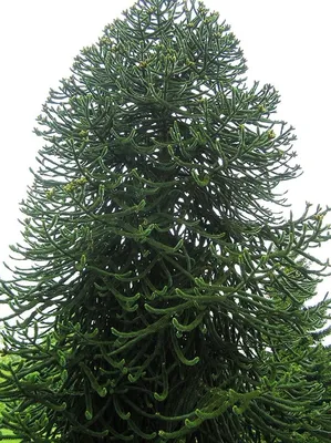 Араукария чилийская (лат. Araucaria araucana) :: Tamara * – Социальная сеть  ФотоКто