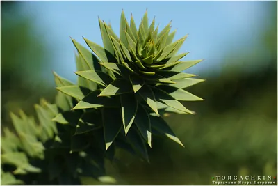 Араукария чилийская (Araucaria araucana) С3 — Питомник Летний сад