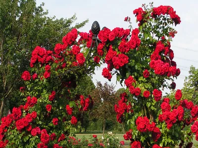 Арки и опоры для плетистых роз и клематисов | Розовый сибирский сад | Дзен