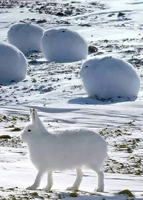 Арктические зайцы фото фотографии