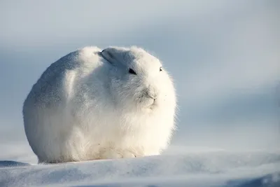 Арктический заяц: Ему приходится есть мясо, чтобы не голодать. Адаптации  зайчика для выживания в 50 градусов в снежной пустыне | Пикабу