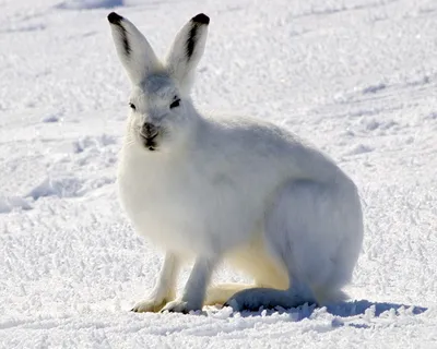 Арктический беляк (лат. Lepus arcticus)