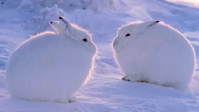Заяц, который любит снег. | Источник | Дзен