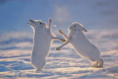 Safari ltd Фигурка арктического зайца Белая| Kidinn