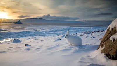 Арктический заяц: 6 секретов выживания ушастого «полярника» | Заметки о  животных | Дзен