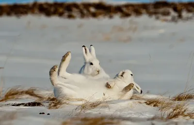 Арктический заяц: Ему приходится есть мясо, чтобы не голодать. Адаптации  зайчика для выживания в 50 градусов в снежной пустыне | Пикабу