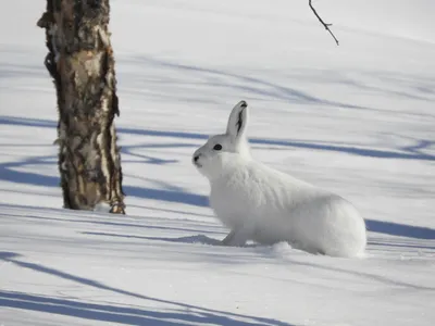 Арктический заяц lepus arcticus сидит на снегу и сбрасывает зимнее пальто  нунавут канада | Премиум Фото