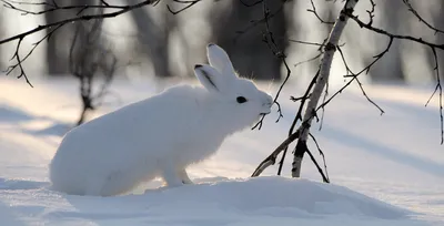 Зайцы в зимнем лесу - 76 фото