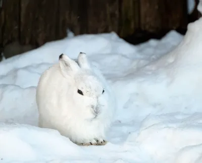 В Канаде впервые удалось снять плотоядных зайцев