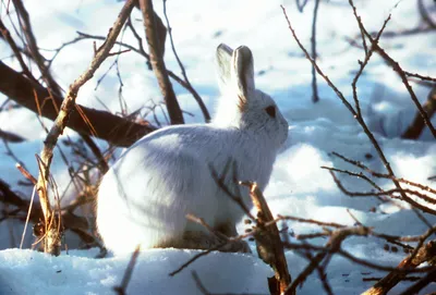 Зайцы заполонили мурманский заповедник Пасвик – GoArctic.ru – Портал о  развитии Арктики