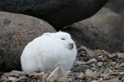 Заяц, который любит снег. | Источник | Дзен