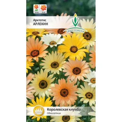 Семена цветов Арктотис гибридный \"Арлекин\" купить по цене 38.48 ₽ в  интернет-магазине KazanExpress