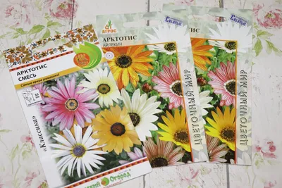 Rare Organic Flower Seeds Arctotis arlekin arctotis X Hybrida African  Daisy. Seed From Ukraine - Etsy