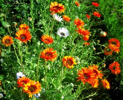 Арктотис: фото цветов, виды, сорта, выращивание из семян, посадка, уход |  Pollination, Friendly, Flowers