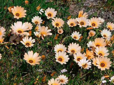 Арктотис крупноцветковый \"Веселый Арлекин\", семена цветов купить по цене 51  ₽ в интернет-магазине KazanExpress
