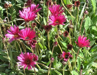 Семена однолетних цветов набор №5 (растения выстой до 50см) (гелиптерум,  немофила, лен, арктотис, диморфотека) - 5 пакетиков