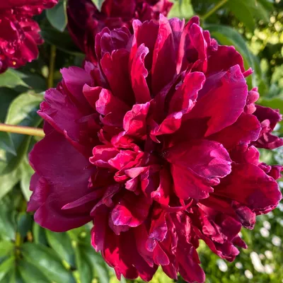 Пион Армани (Paeonia Armani)