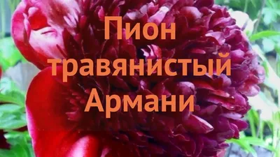 Пион травянистый Армани (Armani) купить саженцы в интернет магазине недорого