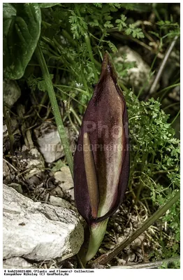 Аронник - прекрасное растение для фотосессий