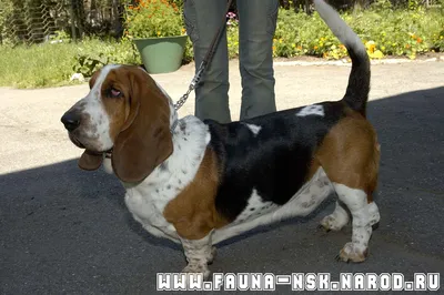 АРТЕЗИАНО-НОРМАНДСКИЙ БАССЕТ | Razas de perros, Perros, Perro sabueso  basset hound