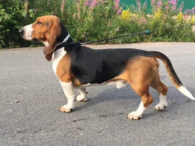 Бассет хаунд (Basset Hound) - собаки интересны, любознательны и прекрасно  относятся к детям.