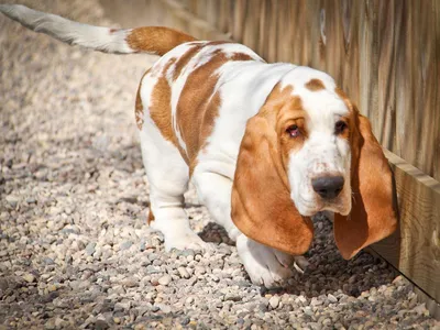 Бассет хаунд — MyPets.kg