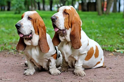 Описание породы Бассет Хаунд (Basset Hound), внешние данные, особенности  породы, дрессировка