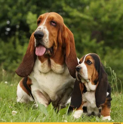 Бассет-хаунд | Basset hound dog, Basset hound, Hound dog