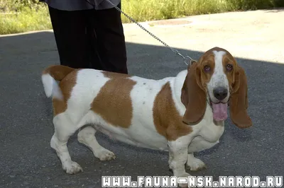 Dog, Basset Hound, Puppy. Фотография, картинки, изображения и  сток-фотография без роялти. Image 42691819