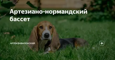 Файл:Basset artésien normand 2.jpg — Википедия