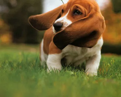 Basset Hound Dog Фотография, картинки, изображения и сток-фотография без  роялти. Image 6969848