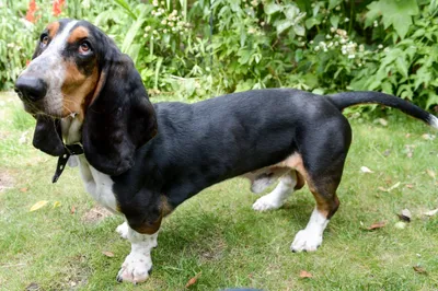 Sculpture Basset hound | Imperial porcelain. Official store.