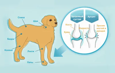 Болезни лап у собак - Ветеринарная клиника TerraVet