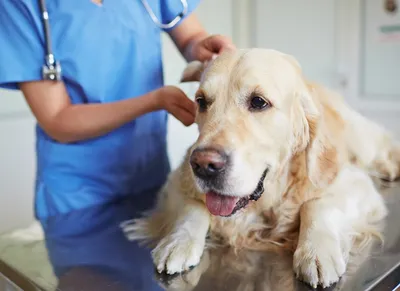 Артрит у собак: как распознать заболевание?