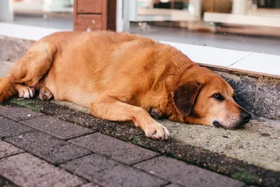 Артрит и артроз у собак: профилактика позволяет избежать страданий животных  - A Lavora