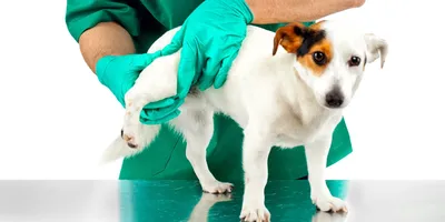 Лечение артрита у собак на дому и в клинике Энимал-Доктор в  Ростове-на-Дону, определение симптомов артрита у собаки в домашних условиях